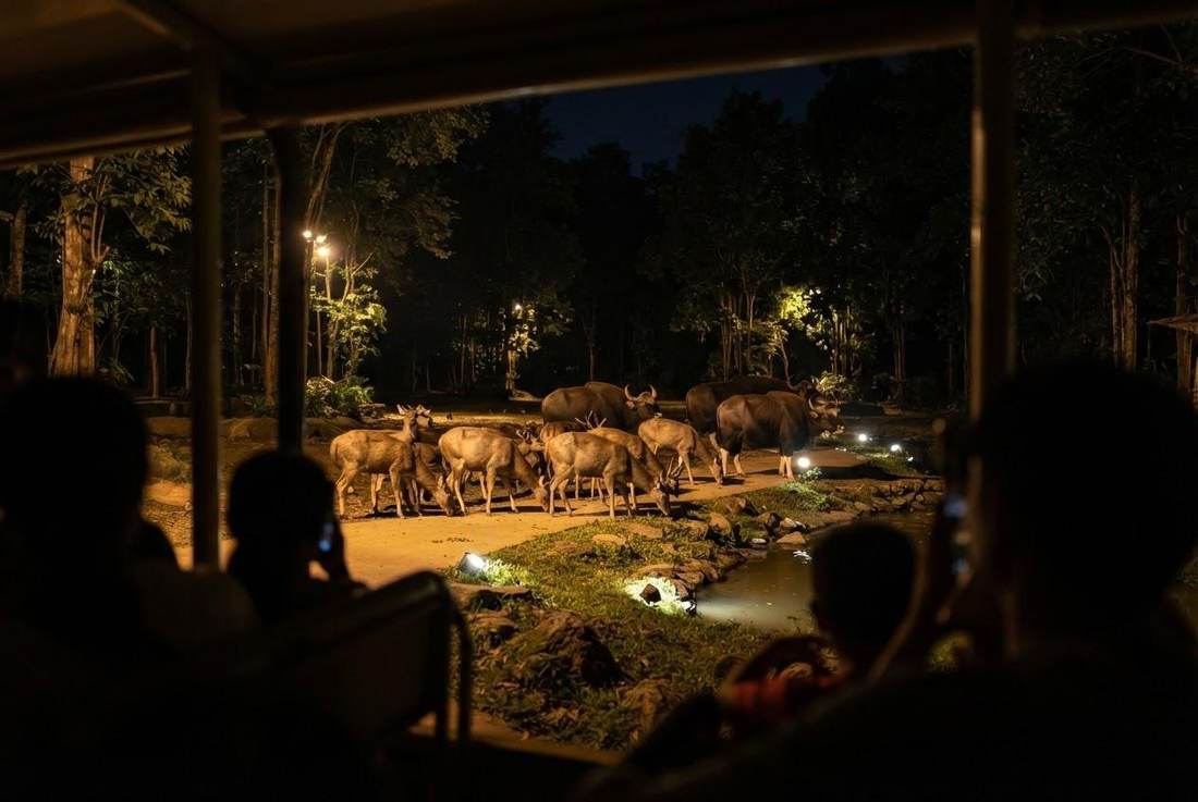 Chiang Mai Night Safari Chiang Mai
