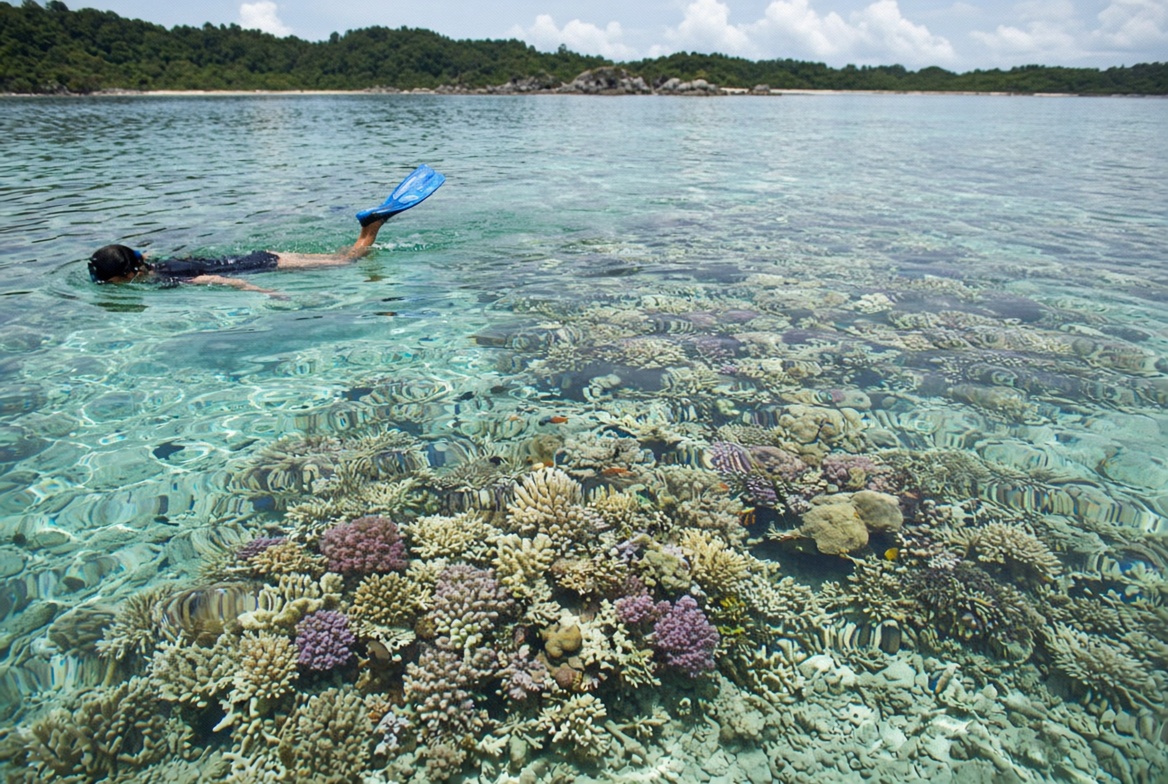 Koh Surin Snorkel Trip Khao Lak